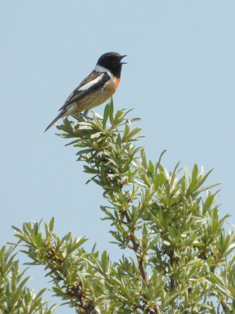 Welke Roodborsttapuit